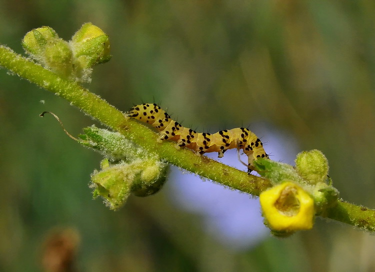 Bruchi giallo-nero - Cucullia (Shargacucullia) lychnitis